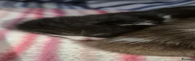 Mixed Breed 3 - little girl