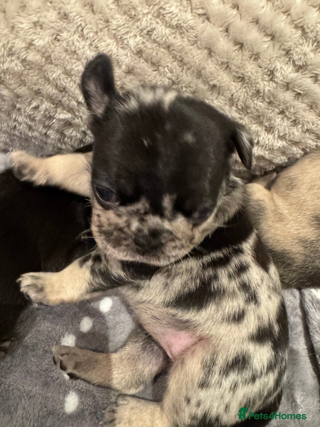 Frug dogs for sale: Pug/frenchie  - Advert 2