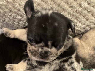 Frug dogs Pug/frenchie - Advert 5