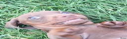 Dachshund dogs for sale: Beautiful Mini Dachshund Puppies - Advert 26