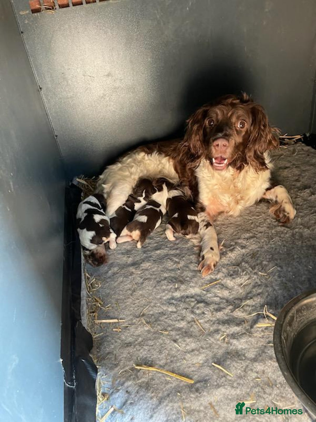 English Springer Spaniel dogs for sale: Liver and White Springer Spaniel Puppies - Image 7
