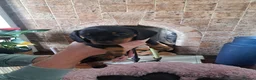Miniature Dachshund dogs for sale: Minature Dachshund black and tan - Advert 10