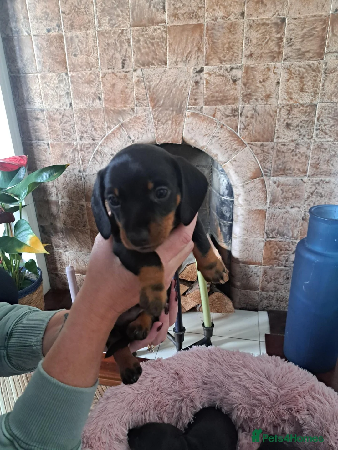 Miniature Dachshund dogs for sale: Minature Dachshund black and tan - Advert 10