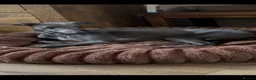 Whippet dogs for sale: Litter Due soon in Melksham - Advert 3