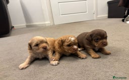 Mixed Breed dogs for sale: Cockapoochi Puppies - Image 10