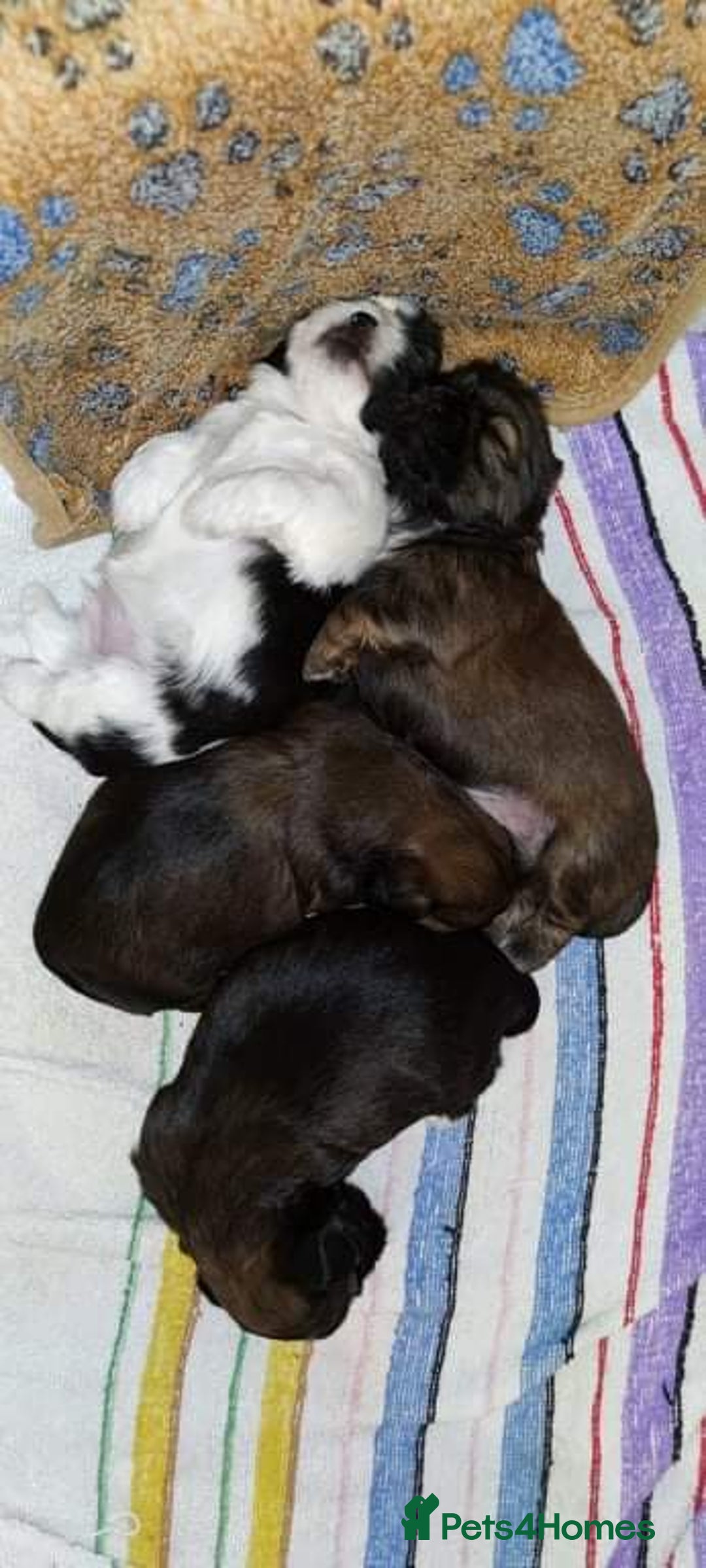 Shih Tzu dogs for stud: Kc Registered Shih Tzu for stud in Bournemouth - Advert 6