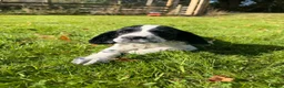 English Springer Spaniel dogs for sale: SPRINGER SPANIEL PUPPIES in Broxburn - Advert 4