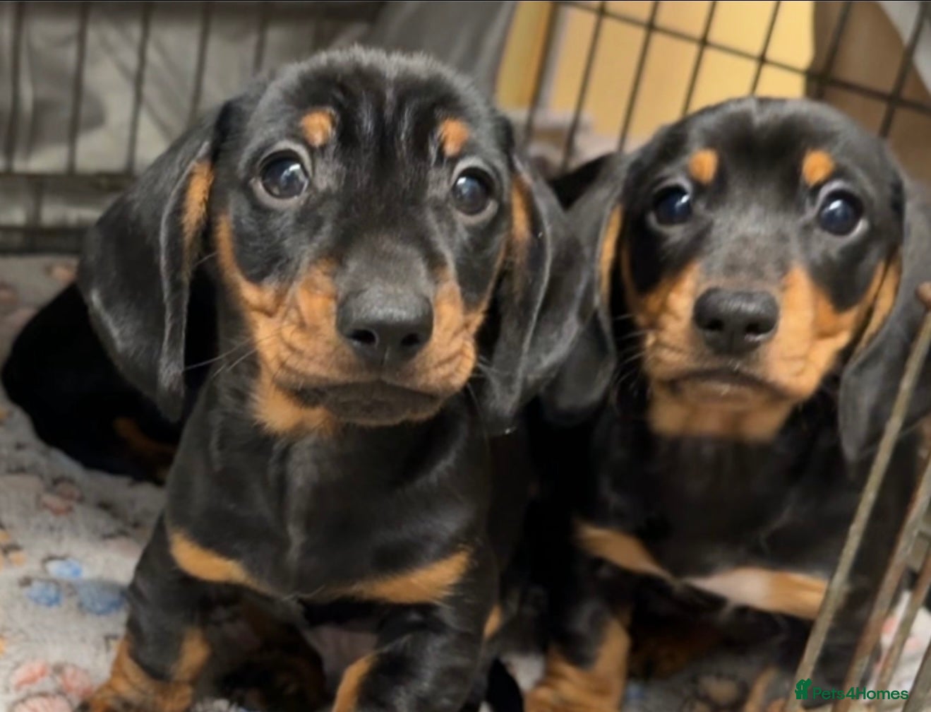 Miniature Dachshund dogs Beautiful miniature dachshund puppies - Advert 16