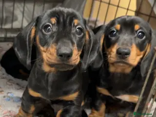 Miniature Dachshund dogs Beautiful miniature dachshund puppies - Advert 18