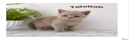 British Shorthair cats for sale: Champion bloodline BSH kittens  in Belvedere - Advert 7