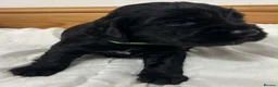Cocker Spaniel dogs for sale: 🐾 GORGEOUS COCKER SPANIEL PUPPIES 🐾 - Advert 26