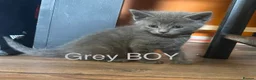 Mixed Breed cats for sale: Mixed Maine coons  - Advert 5
