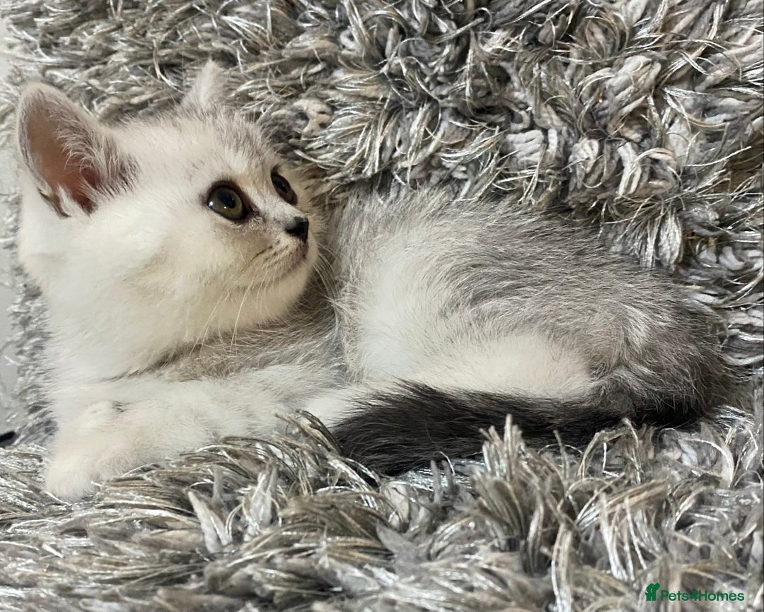 British Shorthair cats for sale: Pure breed British shorthair kittens - Image 10