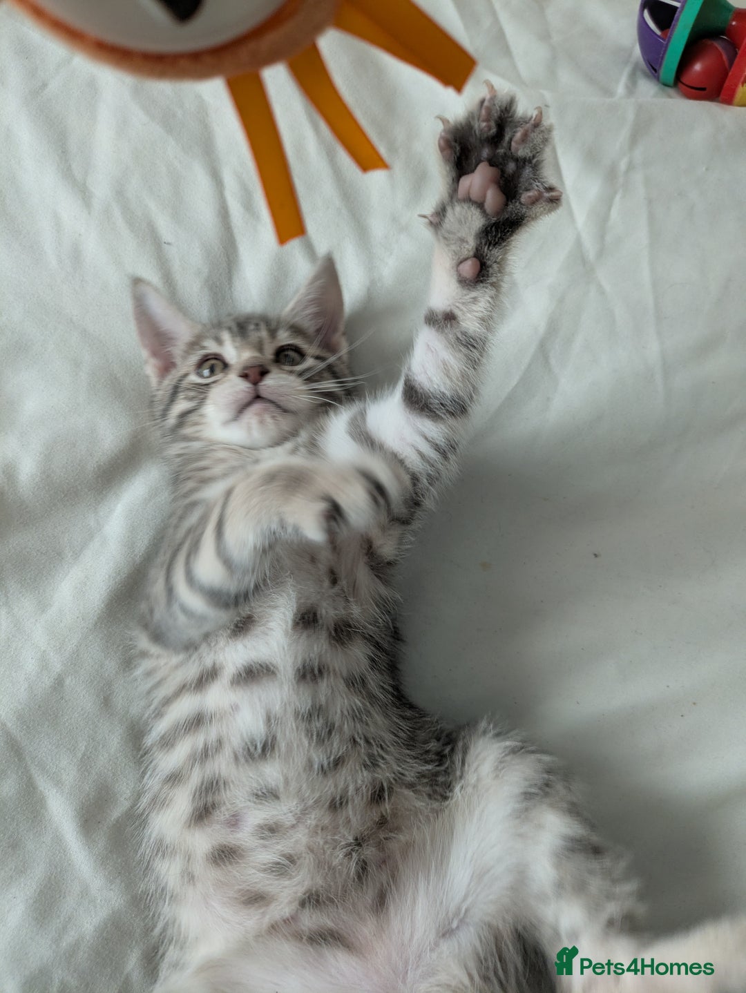 Bengal cats for sale: Spotted Bengal kittens ready now - Advert 8