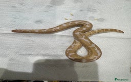 Snake reptiles for sale: variety of babys  - Image 2