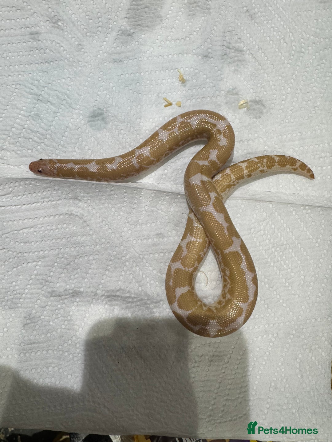 Snake reptiles for sale: variety of babys  - Image 2