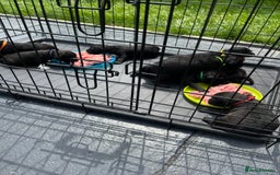 Patterdale Terrier dogs for sale: Patterdale terrier pups  - Image 23