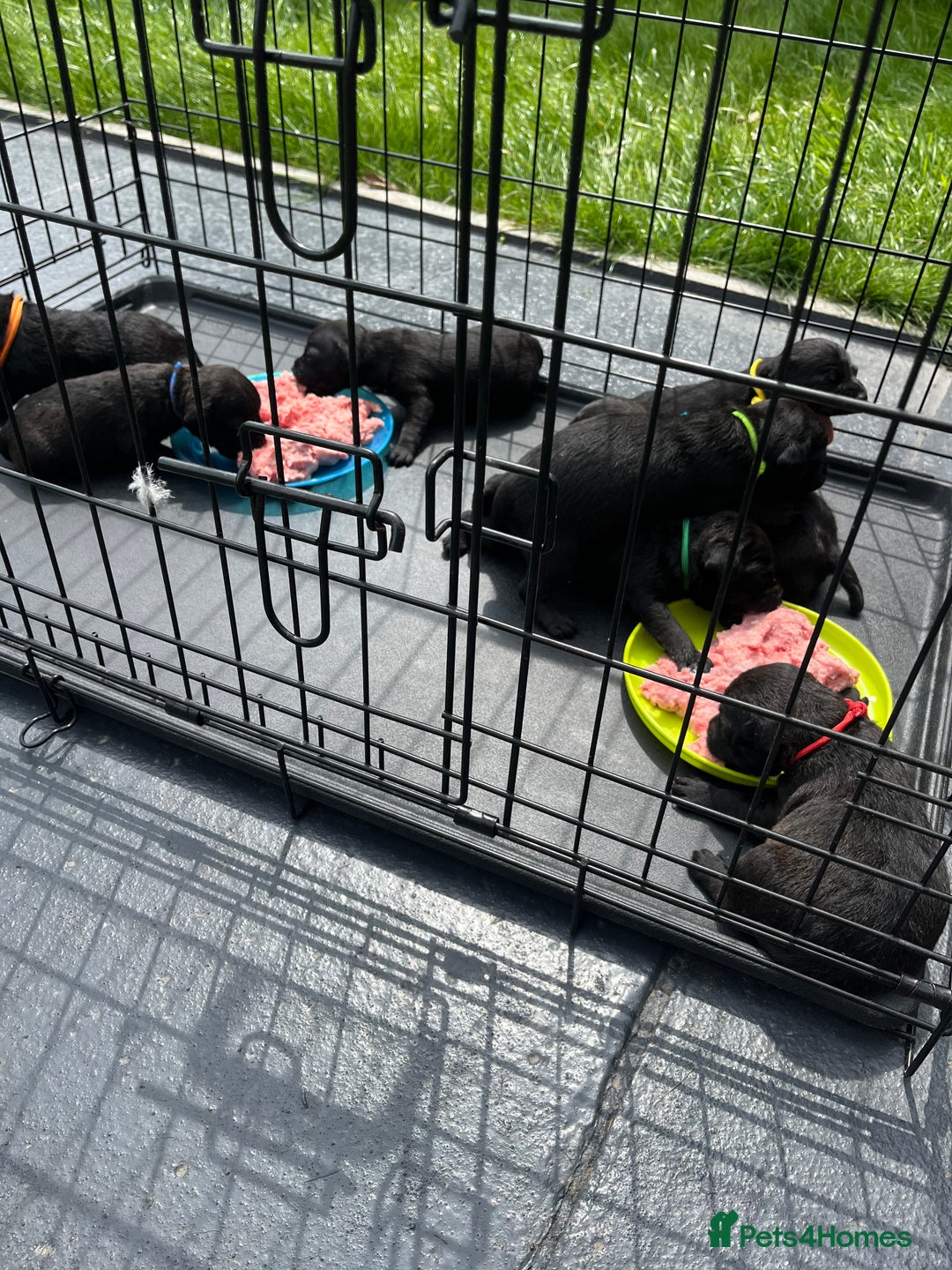 Patterdale Terrier dogs for sale: Patterdale terrier pups  - Image 23