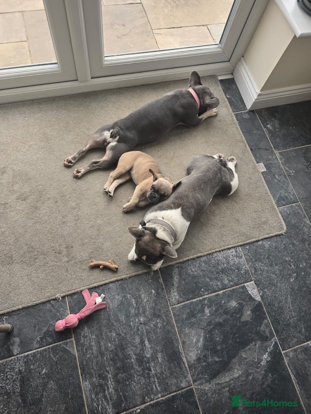 French Bulldog dogs for sale: One adorable female 🩷 French Bulldog Puppy  - Image 26