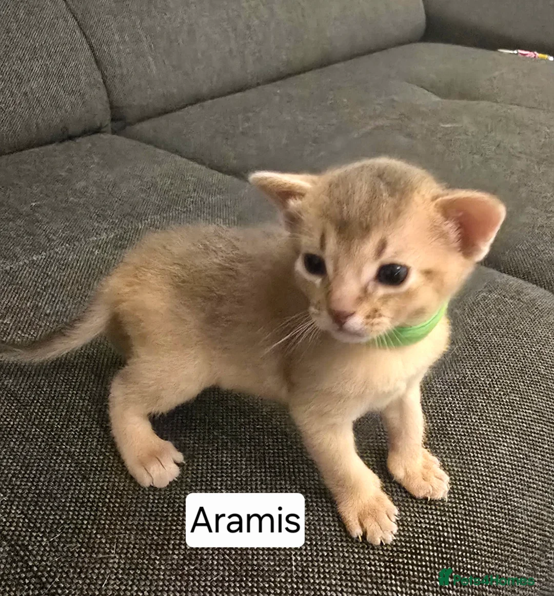 Abyssinian cats for sale: Champions 🏆  line Abyssinian Kitten!😸 - Advert 14