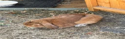 Mini Lop rabbits for sale: Male mini lop for sale  - Advert 3