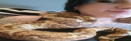 Boa Snake reptiles for sale: Hog island boa - Advert 1
