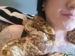 Boa Snake reptiles Hog island boa - Advert 10