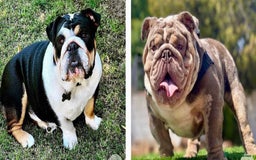 English Bulldog dogs for sale: Beautiful English bulldog puppies  - Advert 21