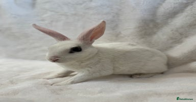 Rex rabbits - Advert 12
