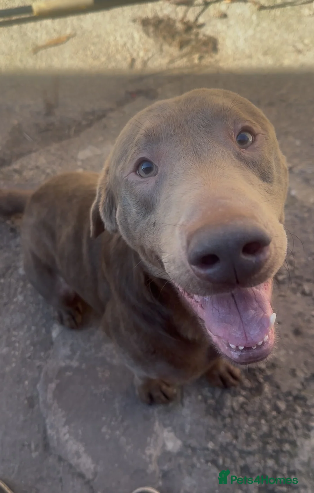 Labrador Retriever dogs for sale: Beautiful 2 Year Old Silver Labrador - Advert 1