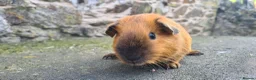 Guinea Pig rodents for sale: Californian male guinea pigs  - Advert 9