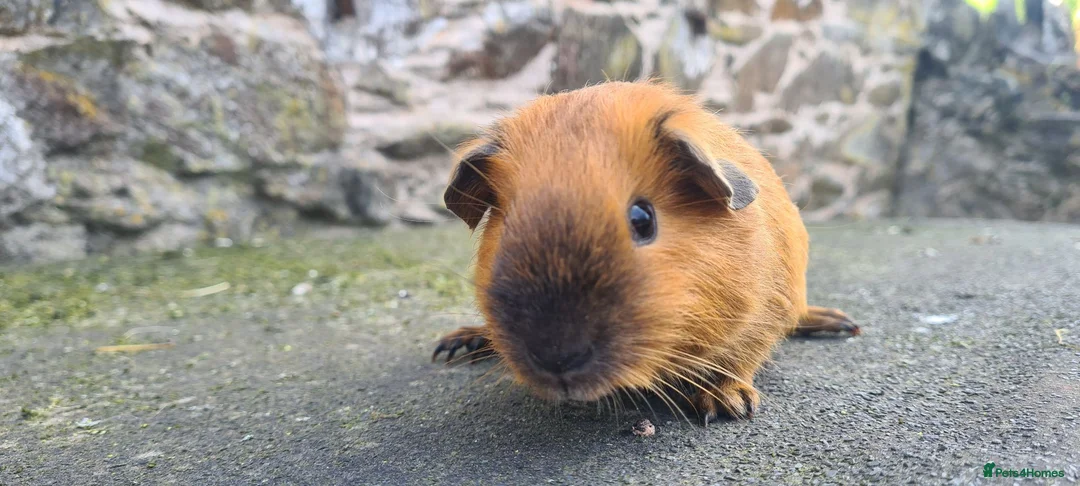 Guinea Pig rodents for sale: Californian male guinea pigs  - Advert 9