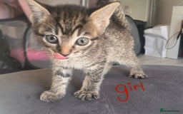 Domestic Shorthair cats for sale: 6 kittens 3 x tabby 3 x black - Image 3