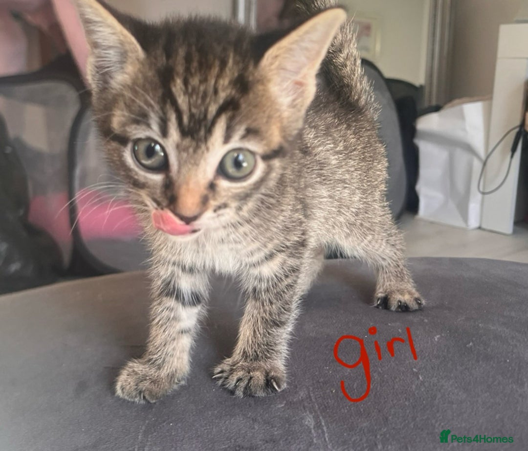Domestic Shorthair cats for sale: 6 kittens 3 x tabby 3 x black - Image 3