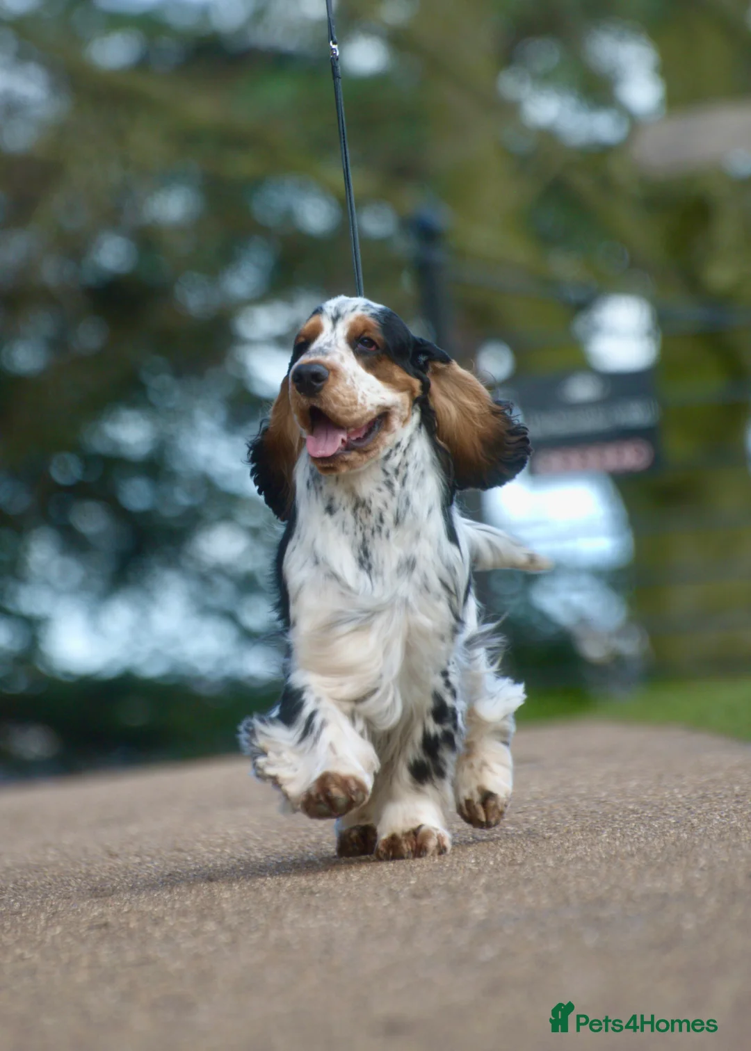 Cocker Spaniel dogs for stud: Show Cocker, Blue Roan and Tan (Stud Service Only) in Doncaster - Advert 9