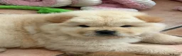 Chow Chow dogs for sale: Cream chow chow puppies - Advert 13