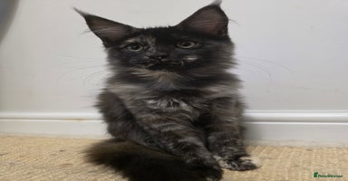 Maine Coon cats - Advert 8