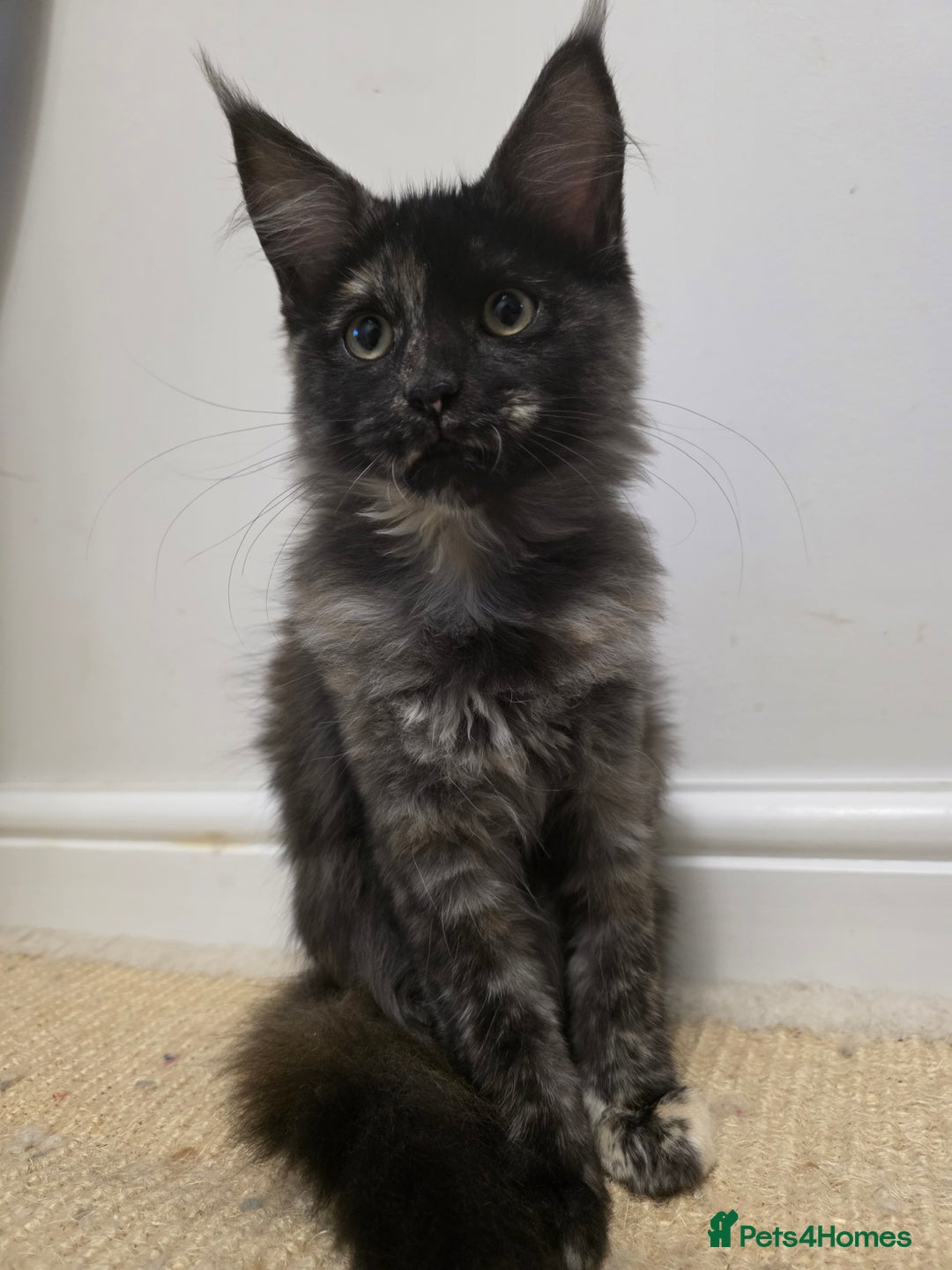 Maine Coon cats for sale: One TICA-Registered Maine Coon Kittens Available - Image 2