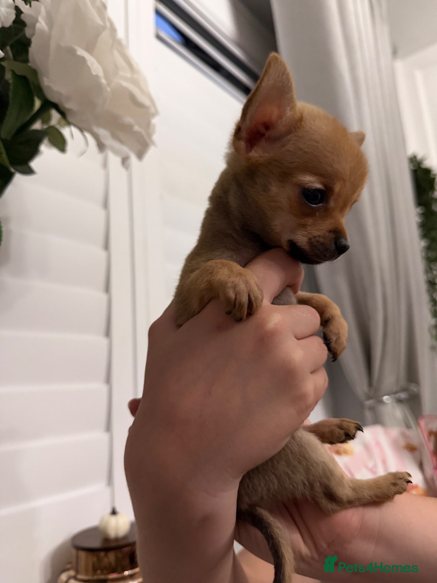Pomchi dogs Pomchi  - Advert 1