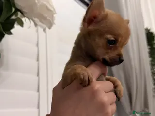 Pomchi dogs Pomchi - Advert 9