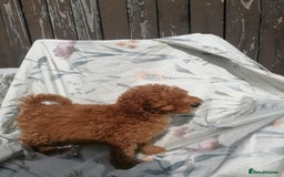 Miniature Poodle dogs for sale: Miniature poodles  - Image 14