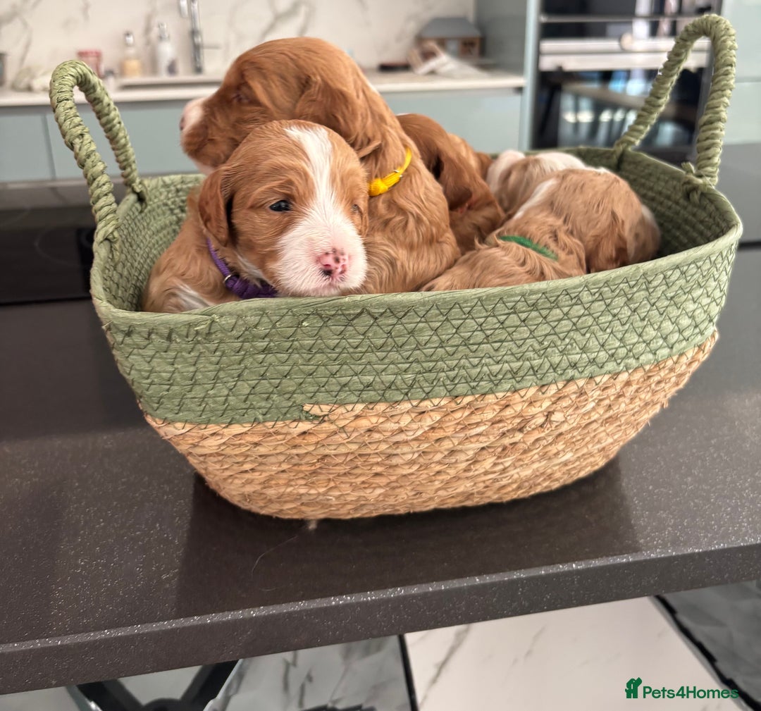 Australian Labradoodle dogs for sale: Pure Australian Labradoodle Puppies ready 30/09/25 - Image 26
