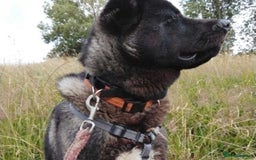 Akita dogs for stud: American Akita for Stud - Image 4