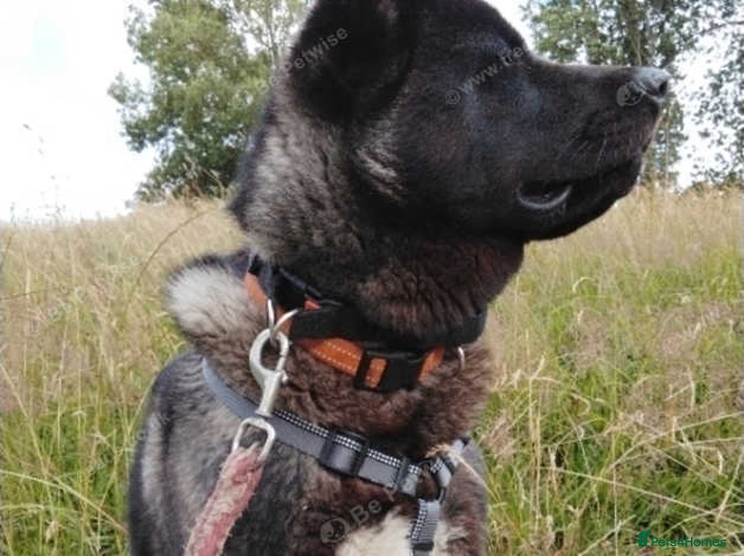 Akita dogs for stud: American Akita for Stud - Image 4