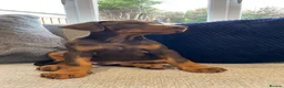 Dobermann dogs for stud: Champion bloodline Doberman for stud  - Advert 21