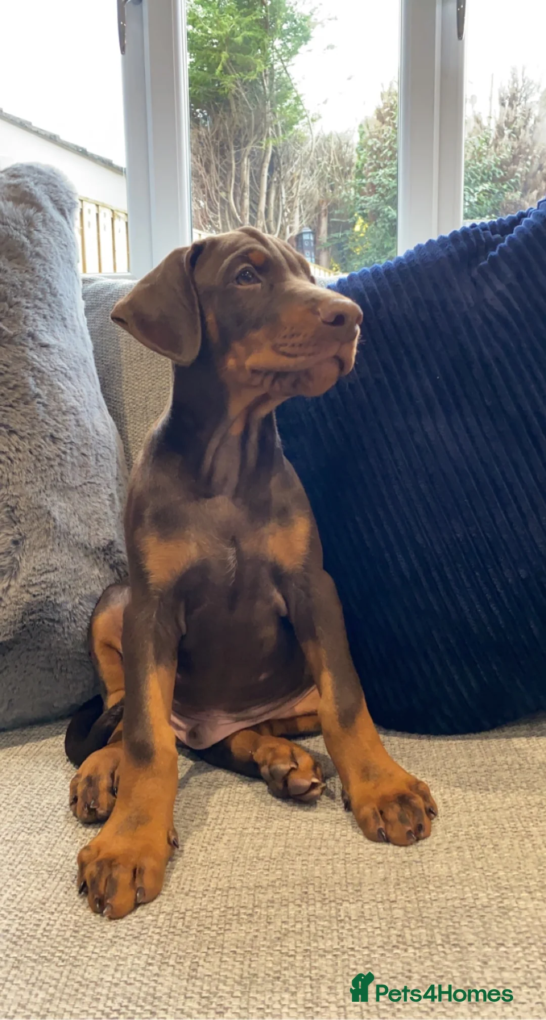 Dobermann dogs for stud: Champion bloodline Doberman for stud  - Advert 21