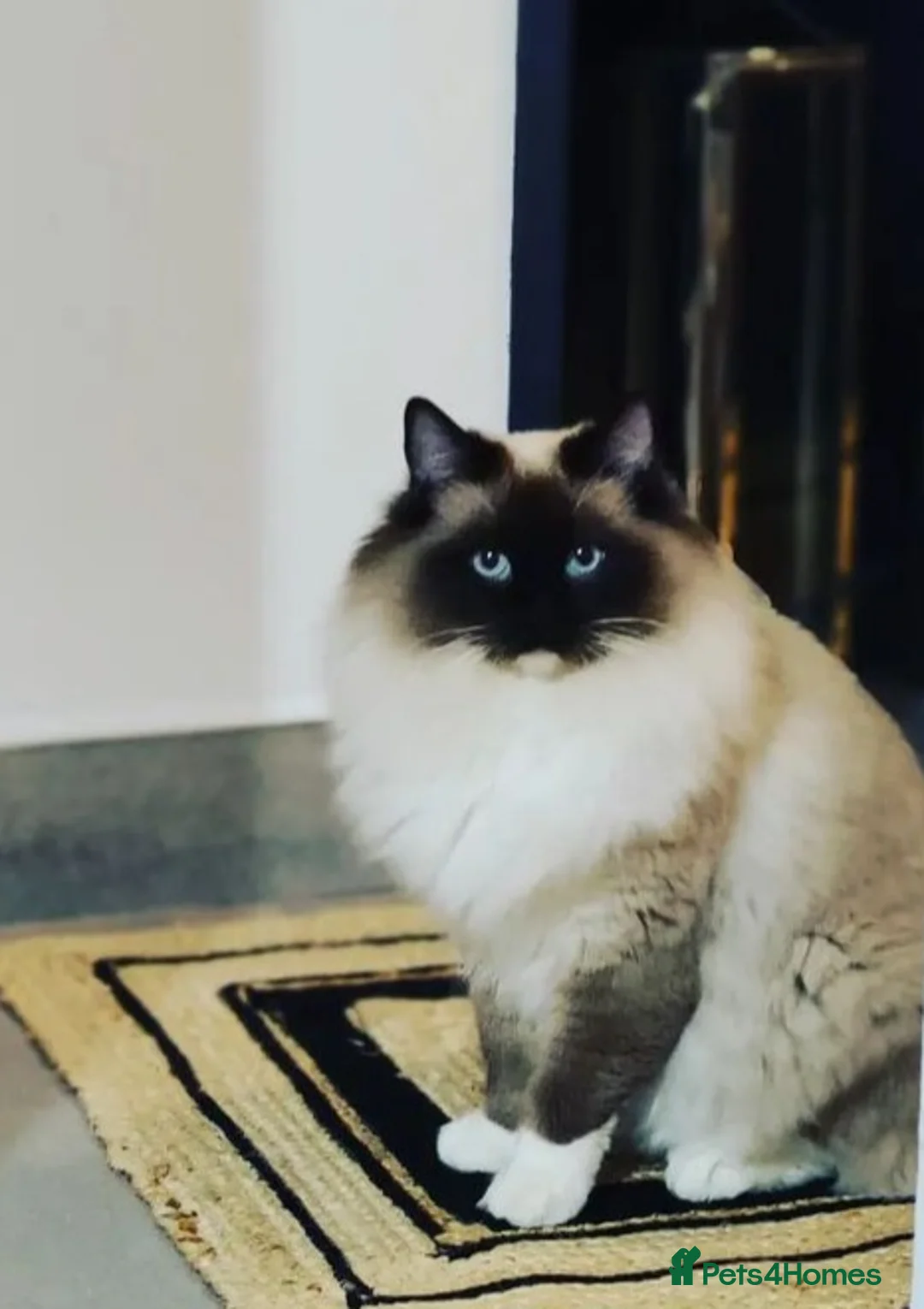 Ragdoll cats for sale: ragdoll kittens  - Advert 24