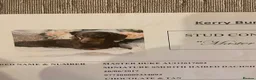 Miniature Dachshund dogs for sale: Miniture Dachsund Puppies ready now - Advert 3