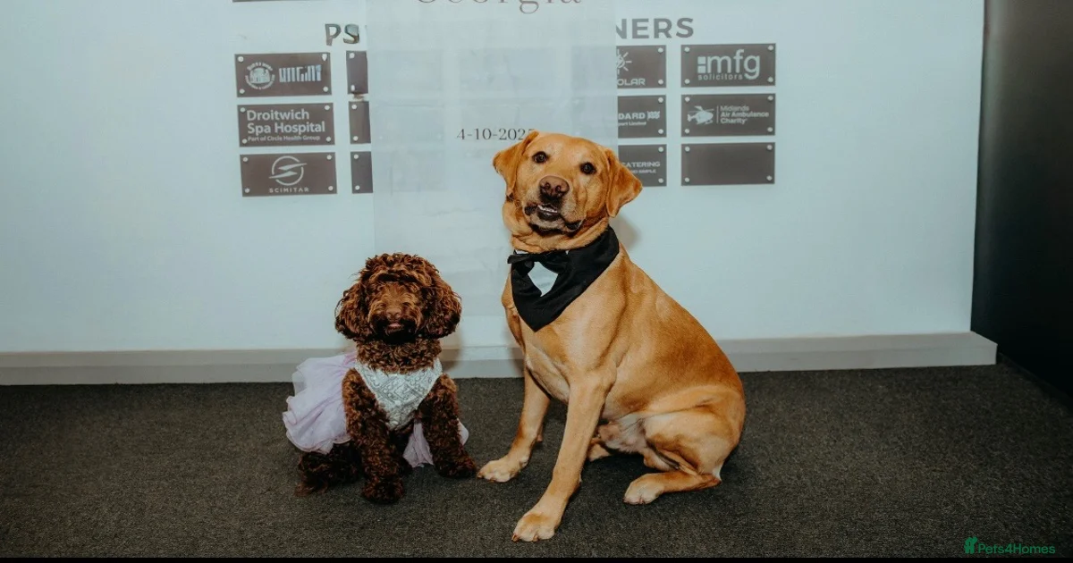 Puppies for sale in Cheltenham, Gloucestershire | Pets4Homes