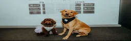 Mixed Breed dogs for sale: Beautiful cockapoo x Labrador puppies in Bridgnorth - Advert 1